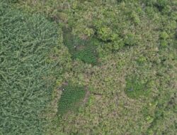 Kronologi Penemuan Ladang Ganja di Semeru, Empat Orang Jadi Tersangka