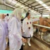 Hingga 2029 Kementan Targetkan Tambah 600.000 Sapi Perah Indukan