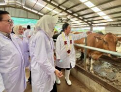 Hingga 2029 Kementan Targetkan Tambah 600.000 Sapi Perah Indukan