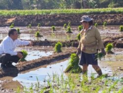 Nilai Tukar Petani Nasional Agustus 2026 Capai 129,19