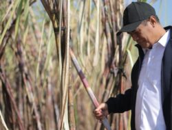 Mentan Siapkan Dua Juta Hektare Lahan Tebu, Singkong, Jagung untuk Bioetanol