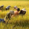 Mentan Klaim Metode Tanam Modern  Bisa Tambah Penghasilan Petani Rp35 Juta