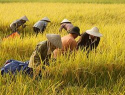 Mentan Klaim Metode Tanam Modern  Bisa Tambah Penghasilan Petani Rp35 Juta