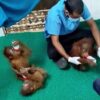 Kemenhut Tindaklanjuti Penemuan Lima Bayi Orang Utan di Hutan India