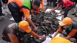 Jakarta Alokasikan Anggaran untuk Kaji Ikan Sapu-Sapu