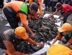 Jakarta Alokasikan Anggaran untuk Kaji Ikan Sapu-Sapu