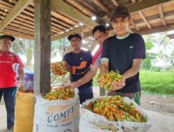 Stabilkan Harga Cabai, Kementan Gandeng Champion Cabai Indonesia