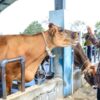 Sebagai Lumbung Ternak Nasional Jatim Perlu Raperda Hilirisasi Peternakan