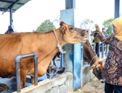 Sebagai Lumbung Ternak Nasional Jatim Perlu Raperda Hilirisasi Peternakan