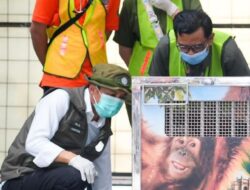 Kemenhut Pulangkan Orangutan Sumatera Korban Perdagangan Ilegal dari Indiaenhut Berhasil Pulangkan Satu Individu Orangutan Sumatera Hasil